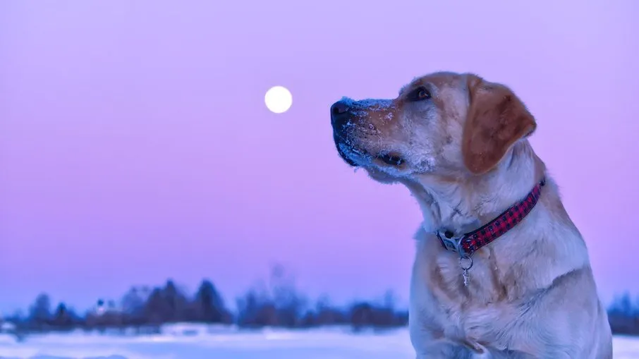 Pesquisa mostra que, na fase da lua cheia, o número de cães em busca de atendimentos de emergência em hospitais veterinários aumenta cerca de 28%