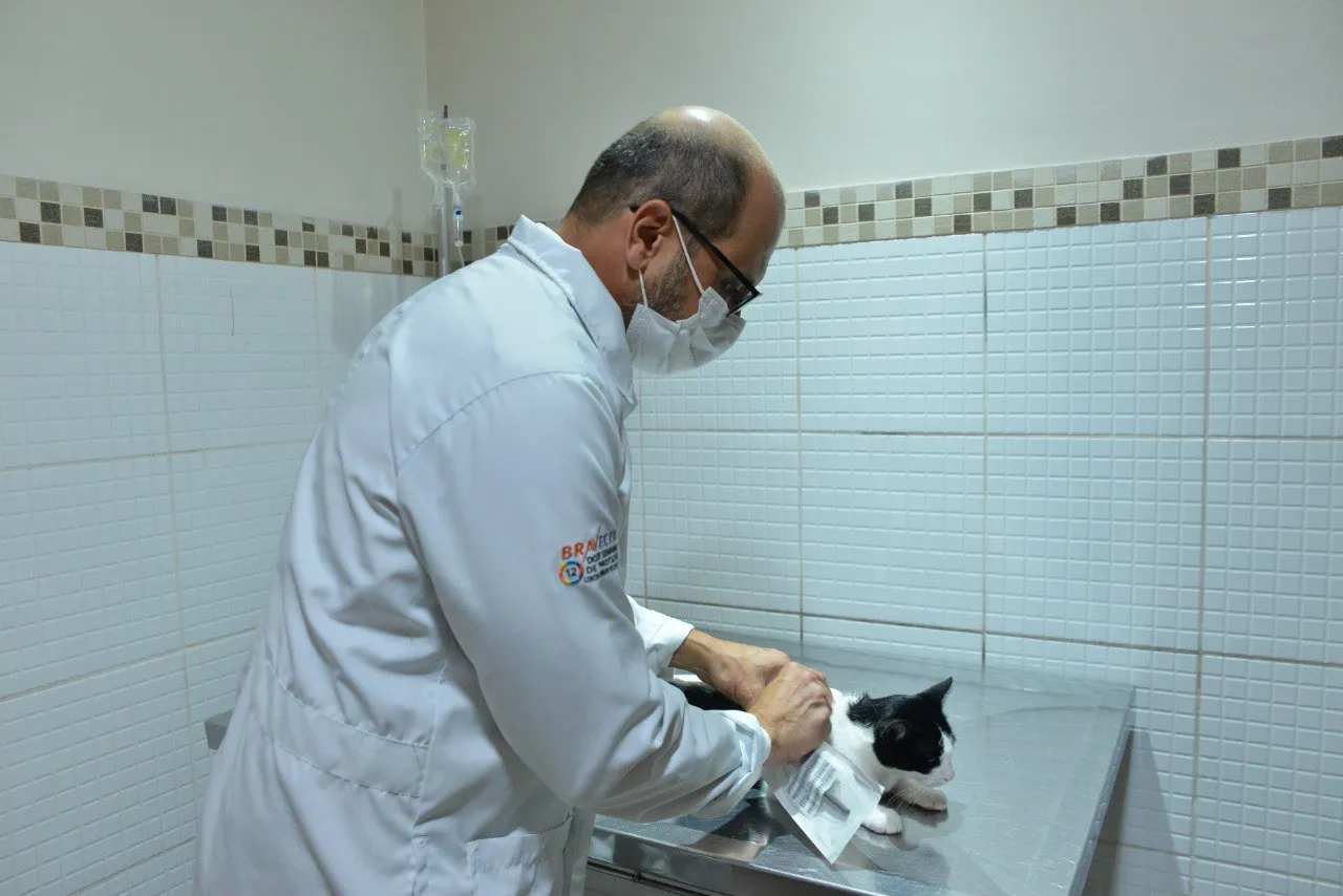 Imagem ilustrativa da imagem Prefeituras vão resgatar e castrar mais de 10 mil animais nas ruas