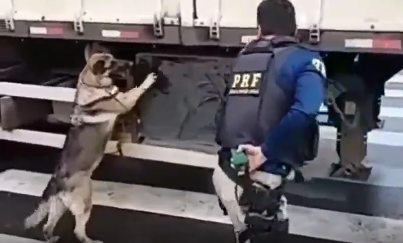 Imagem ilustrativa da imagem Pioneira na PRF, cadela K9 Ursa, morre e é homenageada