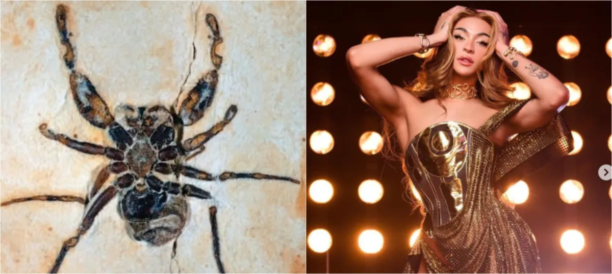 Imagem ilustrativa da imagem Fóssil de aranha que faz homenagem a Pabllo Vittar é devolvido pelos EUA ao Brasil