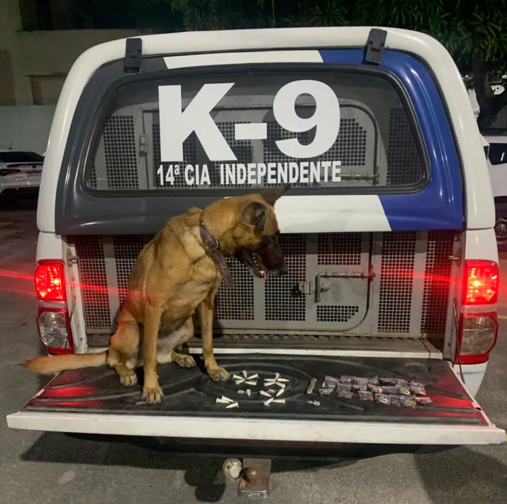 Imagem ilustrativa da imagem Polícia Militar vai ganhar 10 Cães para farejar armas e drogas no Estado