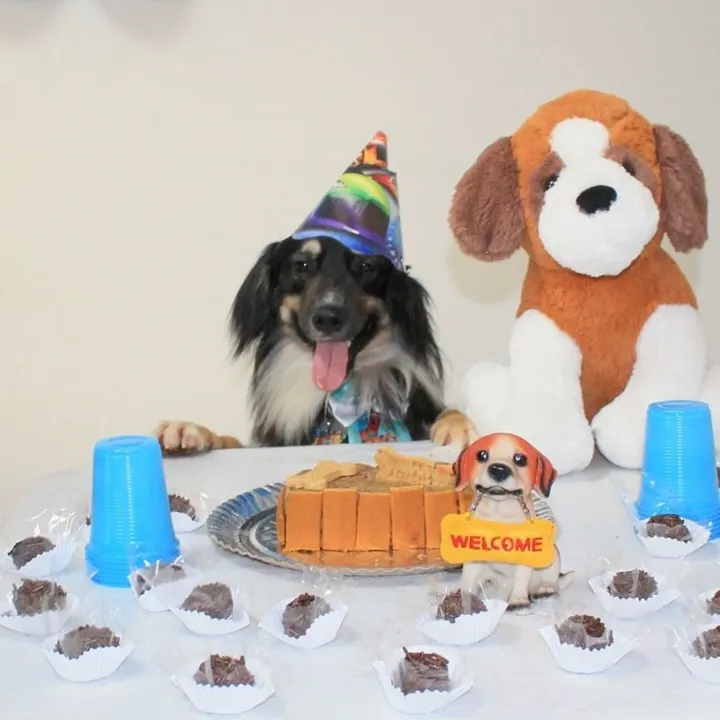 Imagem ilustrativa da imagem Cachorro ganha festa de aniversário no gabinete de vereadora na Serra