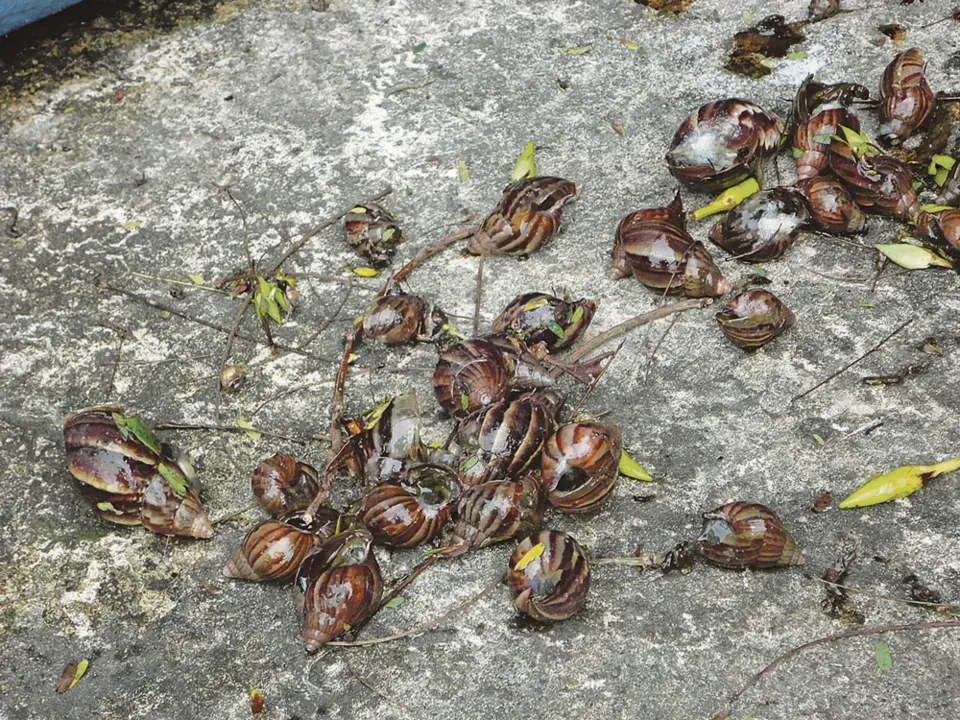 Imagem ilustrativa da imagem Praia da Guanabara: Invasão de caramujo africano