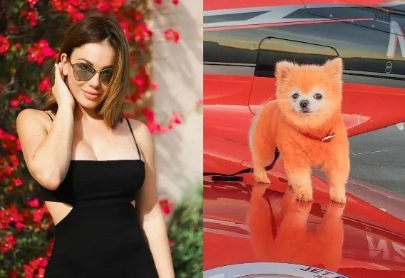 Imagem ilustrativa da imagem Modelo da Playboy gasta R$ 37 mil para deixar seu cachorro laranja e gera revolta