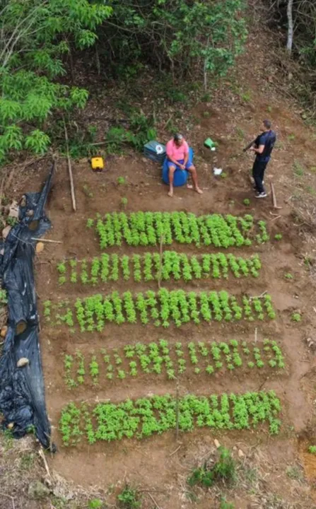 Imagem ilustrativa da imagem Plantação com mil pés de maconha é descoberta pela polícia em Viana