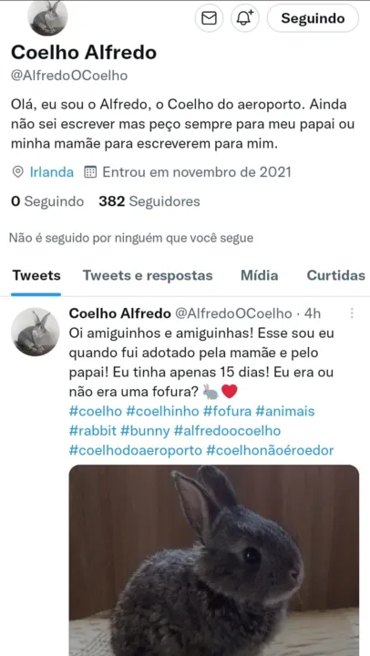 Imagem ilustrativa da imagem Após confusão em aeroporto, coelho curte Irlanda e 'cria' Twitter: 'Ele está vivendo uma aventura', disse tutor