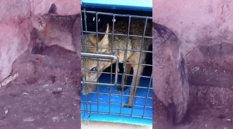 Imagem ilustrativa da imagem Cachorro-do-mato é resgatado em rua de Vila Velha