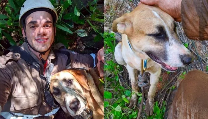 Imagem ilustrativa da imagem VÍDEO | “Cão escalador” é resgatado por bombeiros após ficar preso em pedra