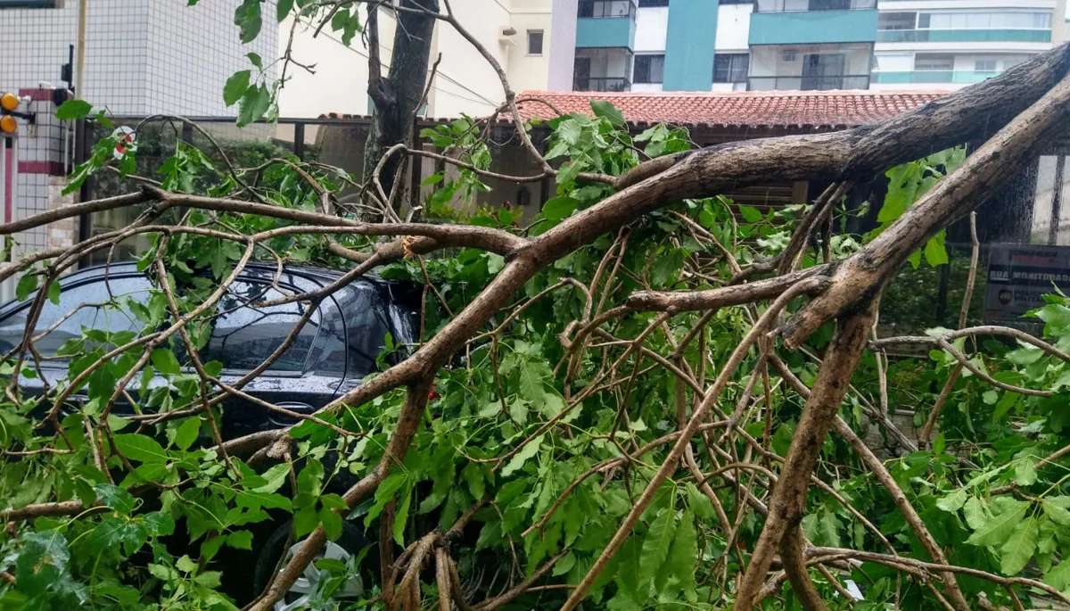 Imagem ilustrativa da imagem Chuva e ventos fortes derrubam árvores em Jardim Camburi