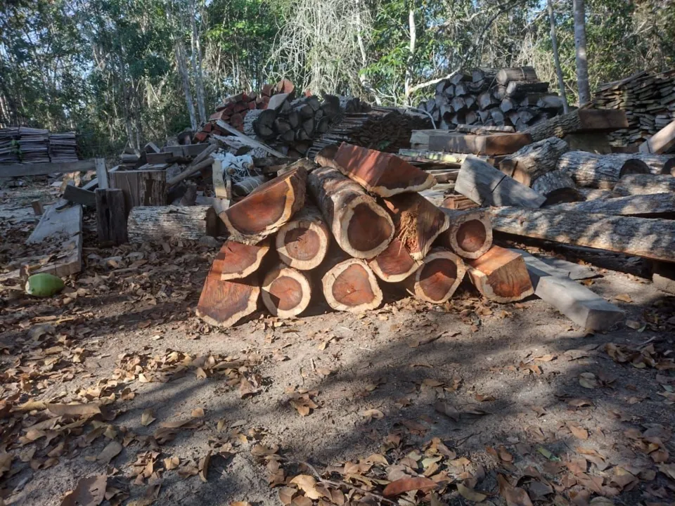 Imagem ilustrativa da imagem Polícia Federal: exploração ilegal de Pau-Brasil no Estado movimentou negócio de R$ 232 milhões