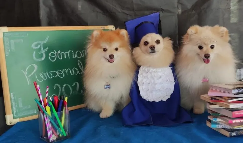 Imagem ilustrativa da imagem 'De beca e tudo': cães 'se formam' em creche e ganham ensaio fotográfico