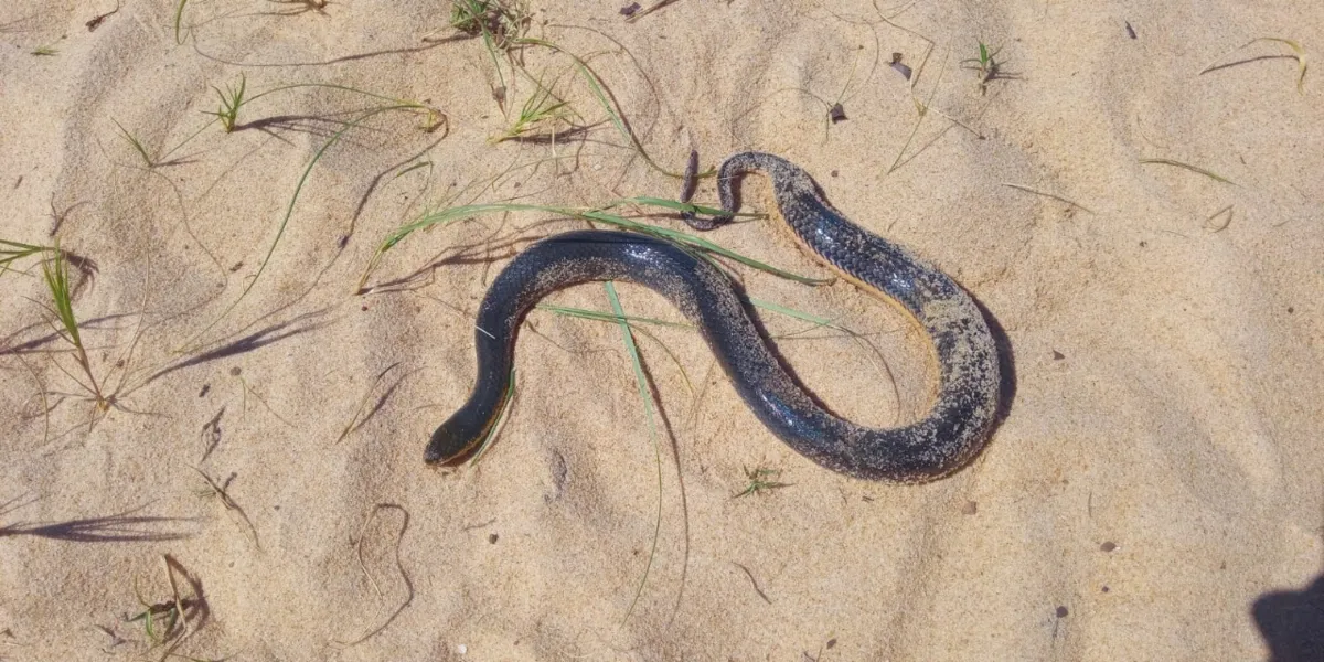 Imagem ilustrativa da imagem Banhista é picado por cobra na Praia da Costa