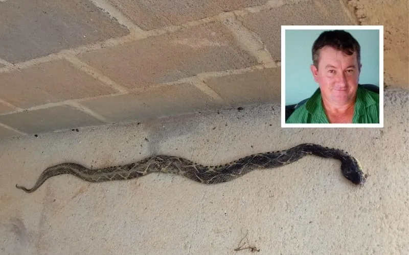 Imagem ilustrativa da imagem Lavrador morre após ser picado por cobra enquanto trabalhava