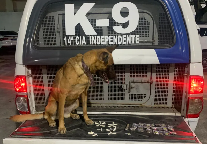 Polícia Militar vai ganhar 10 Cães para farejar armas e drogas no Estado