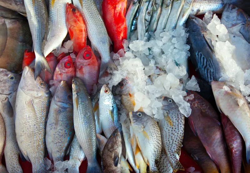 Peixes: exigência de licença emitida pelo Reino Unido causa problemas para pesca no Canal da Mancha
