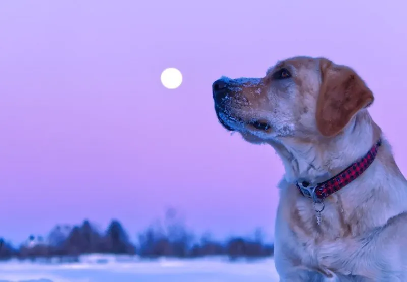 Pesquisa mostra que, na fase da lua cheia, o número de cães em busca de atendimentos de emergência em hospitais veterinários aumenta cerca de 28%