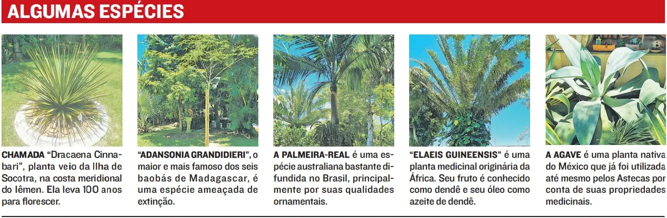 Imagem ilustrativa da imagem Minifloresta com plantas do mundo inteiro em Guarapari