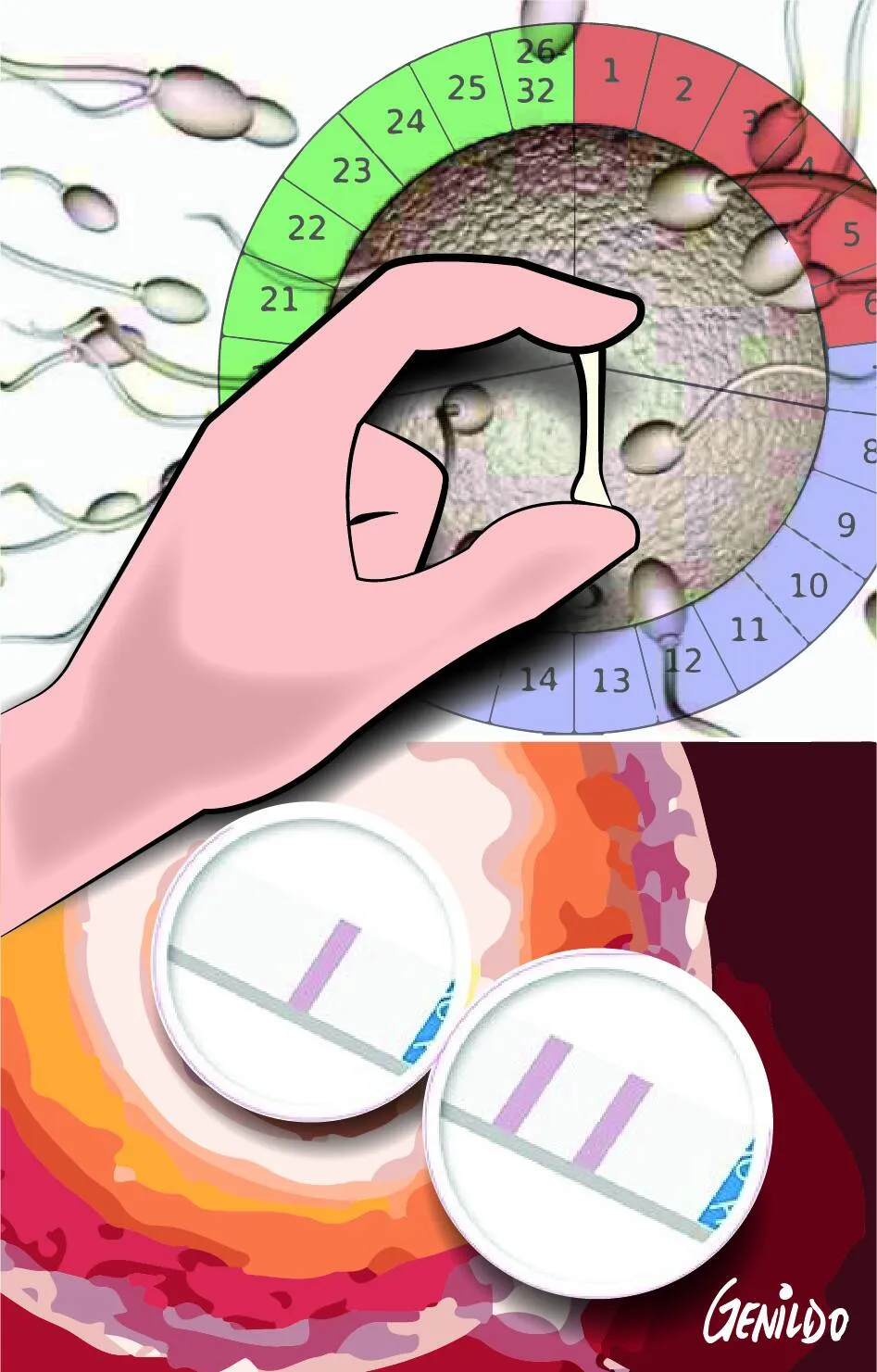 Imagem ilustrativa da imagem É possível engravidar fora do período fértil?