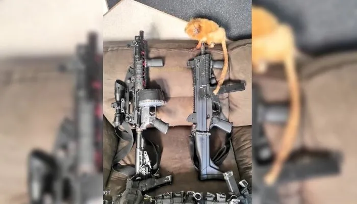 Imagem ilustrativa da imagem Polícia investiga perfil que exibe fotos de animais ao lado de pistolas e fuzis