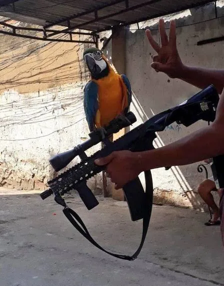 Imagem ilustrativa da imagem Polícia investiga perfil que exibe fotos de animais ao lado de pistolas e fuzis