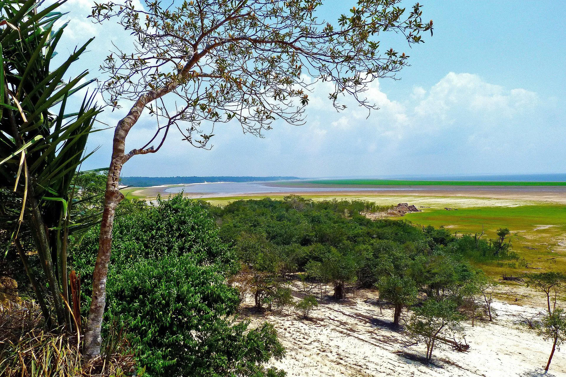 Imagem ilustrativa da imagem Brasil lidera derrubada de florestas tropicais no mundo