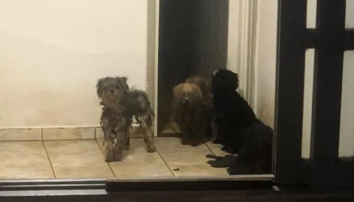 Imagem ilustrativa da imagem Sete cachorros são abandonados sem água e comida em casa de Vila Velha
