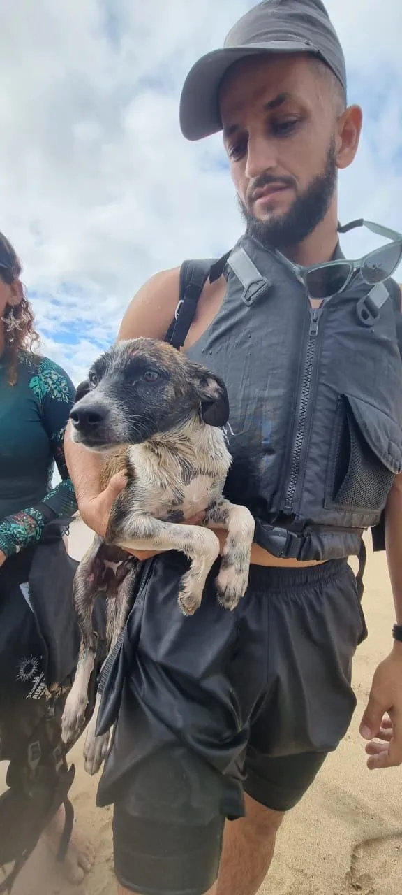 Imagem ilustrativa da imagem Cachorro é resgatado ferido e nadando sozinho no mar de Vitória