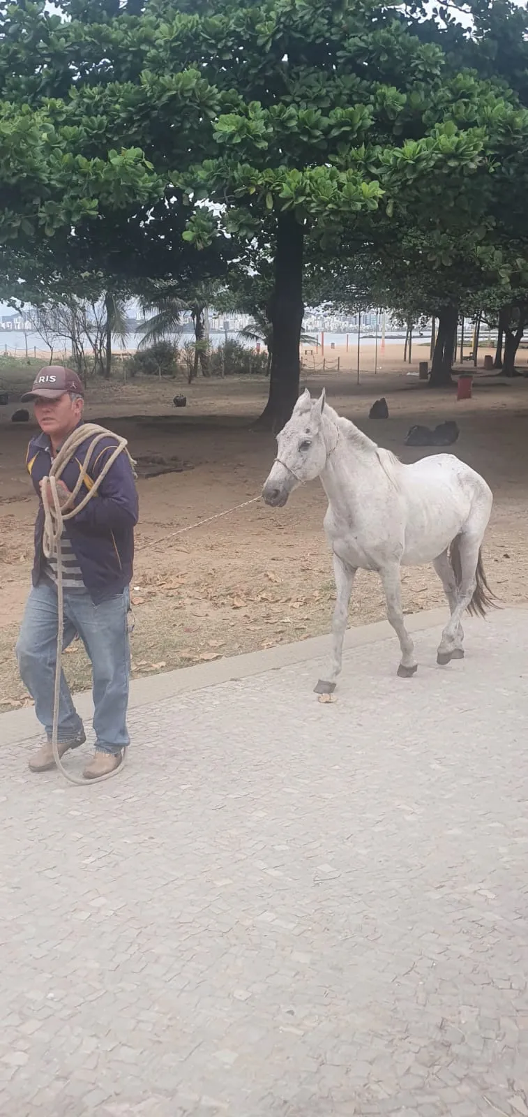 Imagem ilustrativa da imagem Cavalo é resgatado na Praia de Camburi