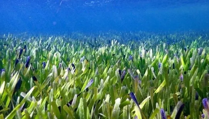 Imagem ilustrativa da imagem Maior planta do mundo é descoberta na Austrália, com 200 km² e 4.500 anos