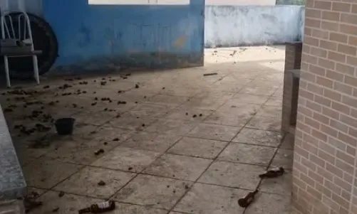 Imagem ilustrativa da imagem Cachorros são encontrados em situação de abandono e maus-tratos em Cariacica