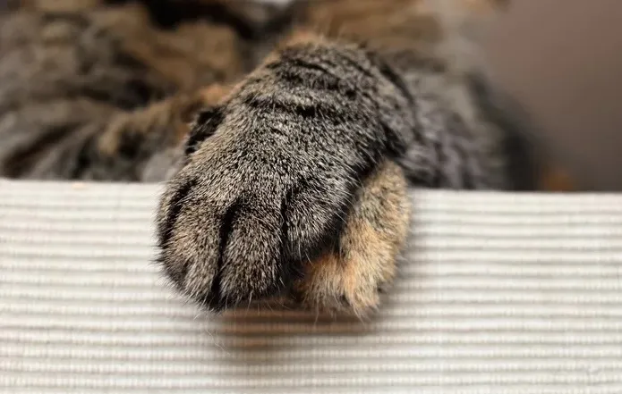Imagem ilustrativa da imagem Mulher é devorada por 20 gatos que foram deixados por ela sem comida