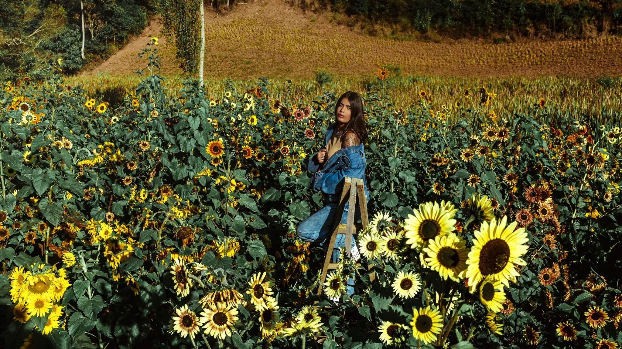 Imagem ilustrativa da imagem Rota das flores para fazer selfies
