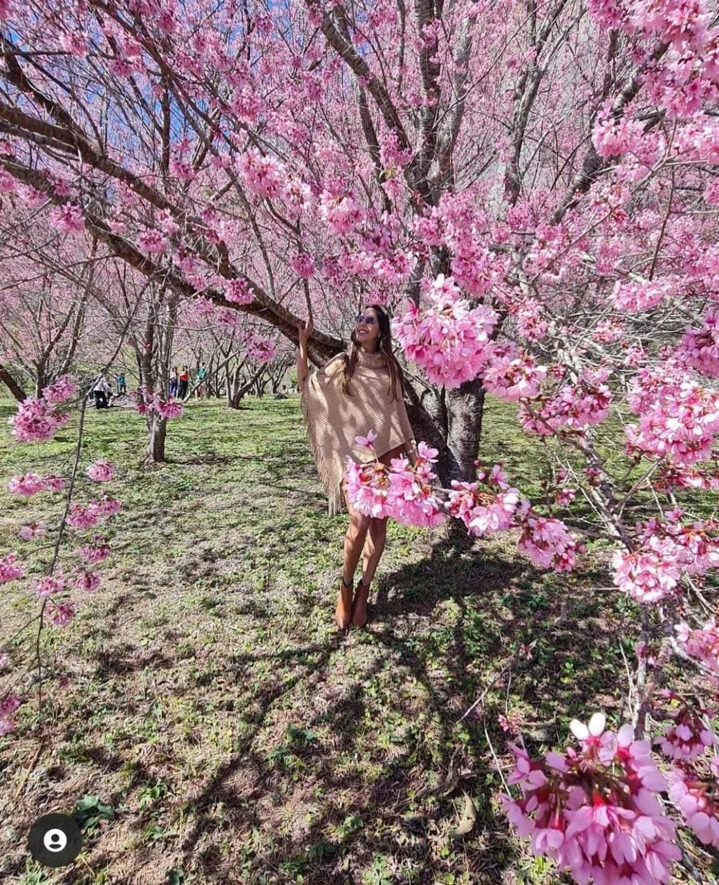 Imagem ilustrativa da imagem Rota das flores para fazer selfies