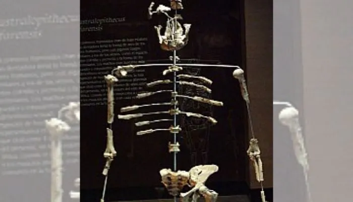 Até então o fóssil mais antigo era da Lucy, fêmea da espécie Australopithecus afarensis.