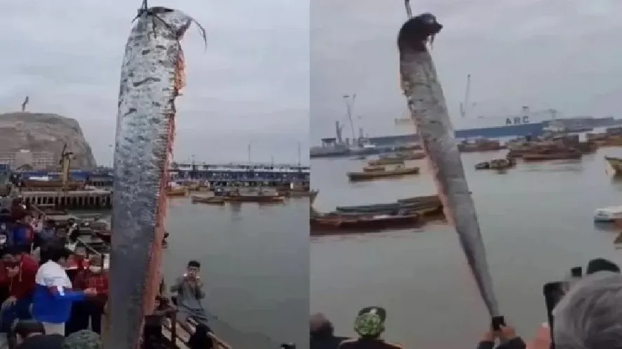 Imagem ilustrativa da imagem Enorme peixe-remo achado no Chile deixa moradores com medo de 'profecia'