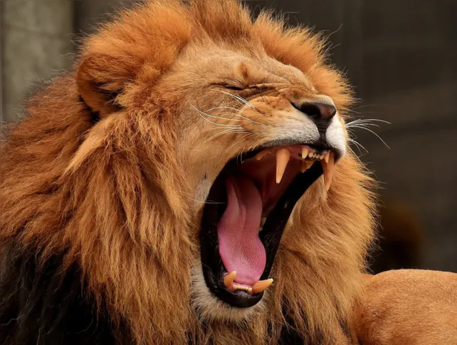 Imagem ilustrativa da imagem Leões com covid preocupam pesquisadores na África do Sul
