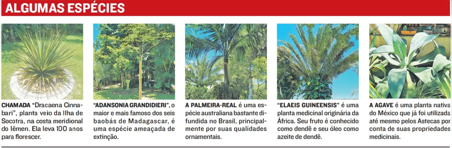 Imagem ilustrativa da imagem Minifloresta com plantas do mundo inteiro em Guarapari