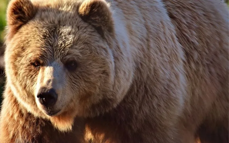 Imagem ilustrativa da imagem Mãe é presa por jogar bebê dentro de jaula de urso
