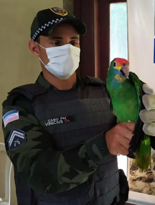 Imagem ilustrativa da imagem Aves ameaçadas de extinção são recolhidas pela Polícia Ambiental