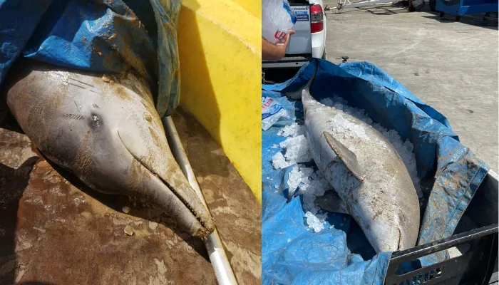 Imagem ilustrativa da imagem Golfinho é resgatado morto na baía de Vitória