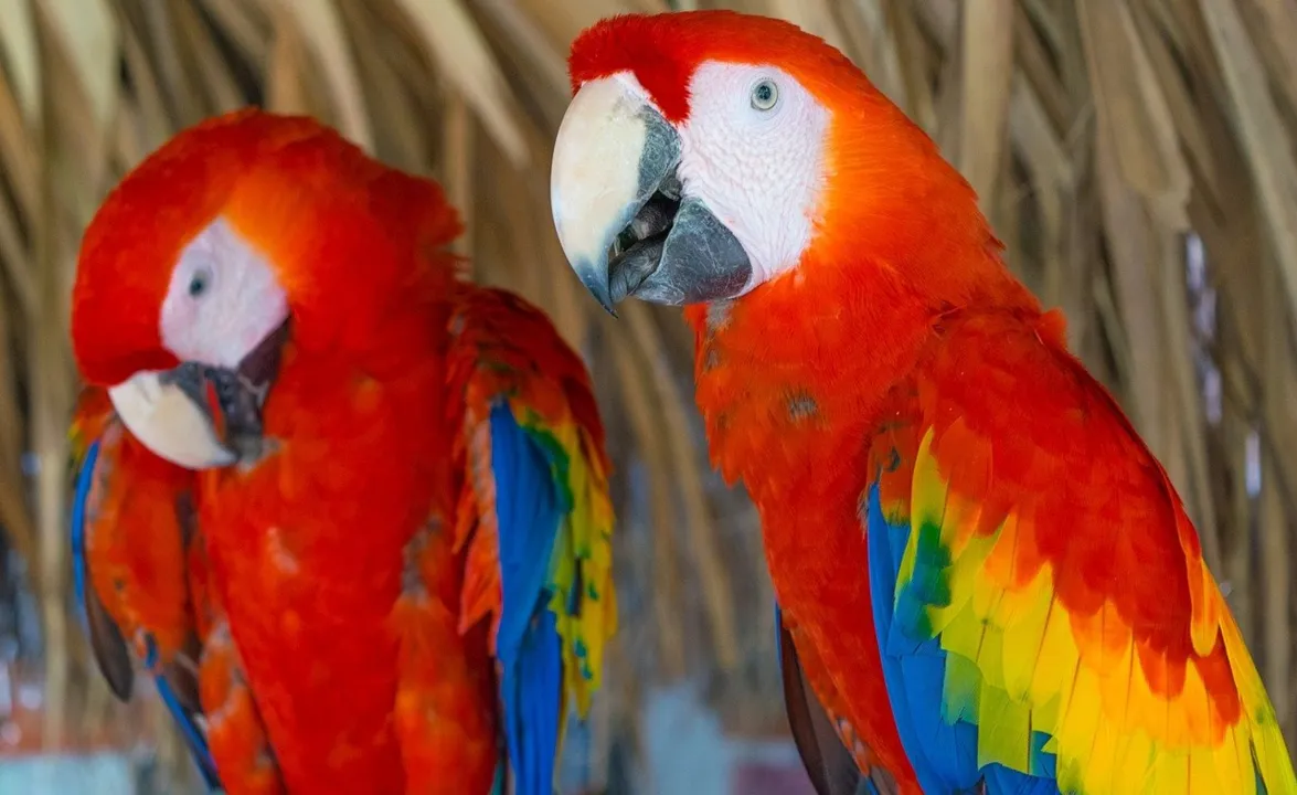 Imagem ilustrativa da imagem Polícia flagra venda ilegal de aves para apostas e brigas até a morte