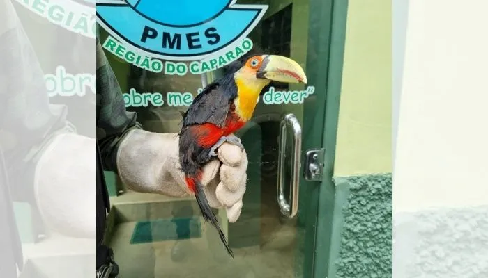 Imagem ilustrativa da imagem Polícia Ambiental recolhe tucano raro no Estado
