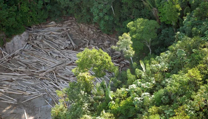 Imagem ilustrativa da imagem Amazônia tem recorde de alerta de desmate pelo 2º mês seguido