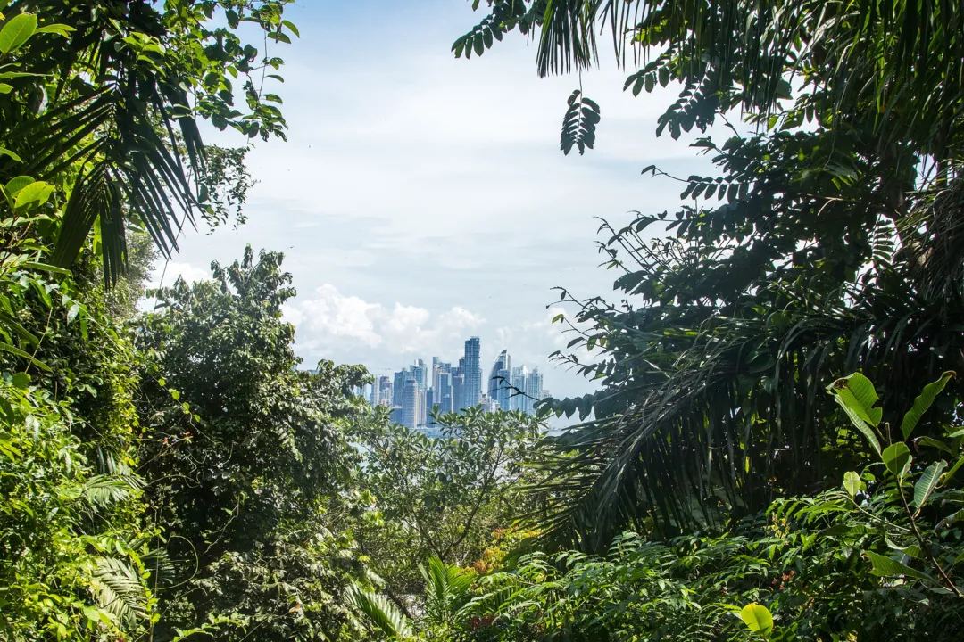 Imagem ilustrativa da imagem Brasil lidera derrubada de florestas tropicais no mundo