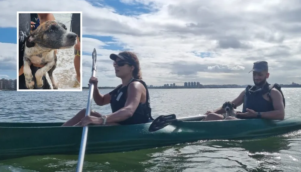 Imagem ilustrativa da imagem Cachorro é resgatado ferido e nadando sozinho no mar de Vitória