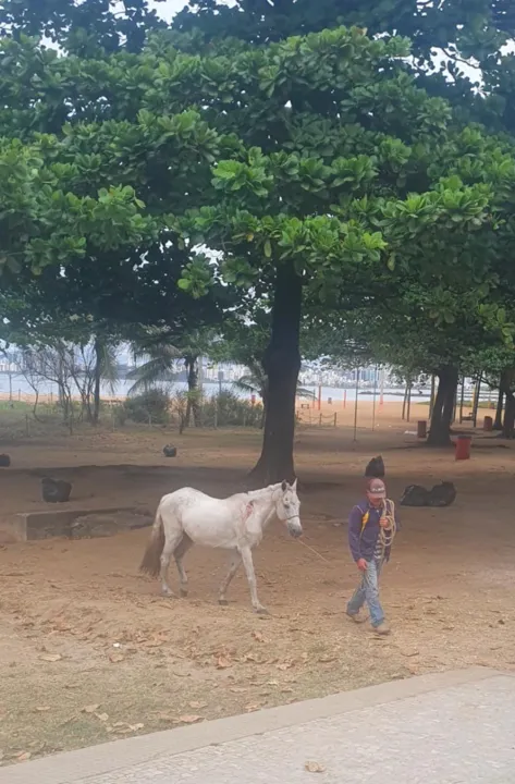 Imagem ilustrativa da imagem Cavalo é resgatado na Praia de Camburi