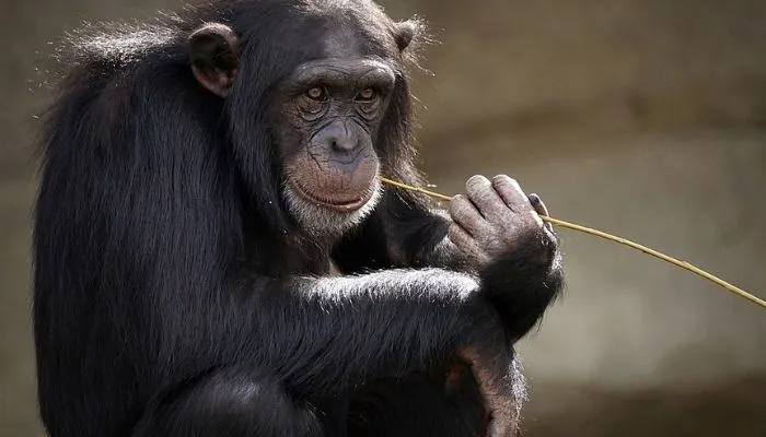 Imagem ilustrativa da imagem Sons emitidos por chimpanzés lembram nossa gramática, afirma estudo