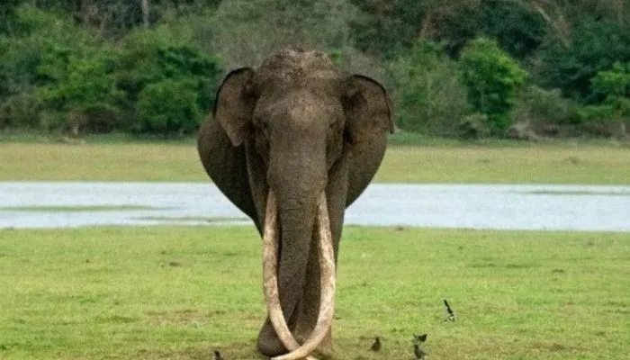 Imagem ilustrativa da imagem Elefante pisoteia idosa até a morte, invade funeral e ataca corpo dela