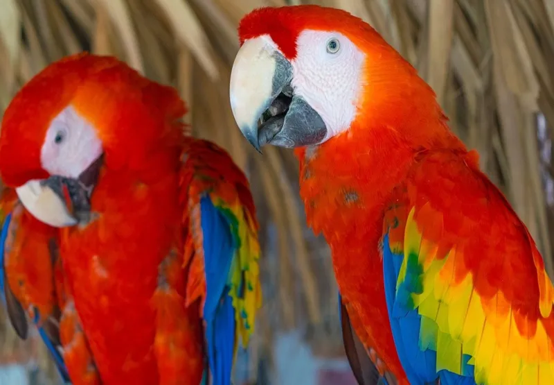 Araras-vermelhas estão entre as aves que são vendidas e usadas para apostas, segundo a Polícia Ambiental