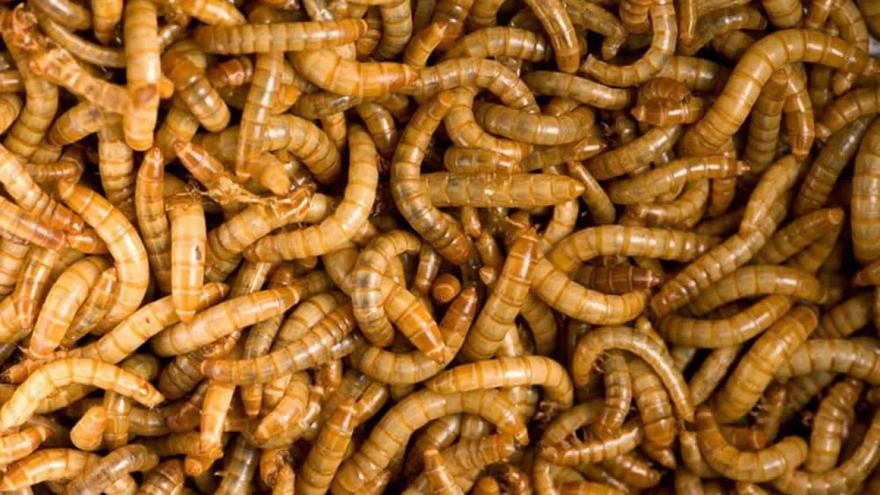 Imagem ilustrativa da imagem Cientistas querem incluir insetos no cardápio do futuro